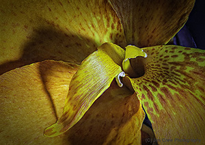 Orange Flower